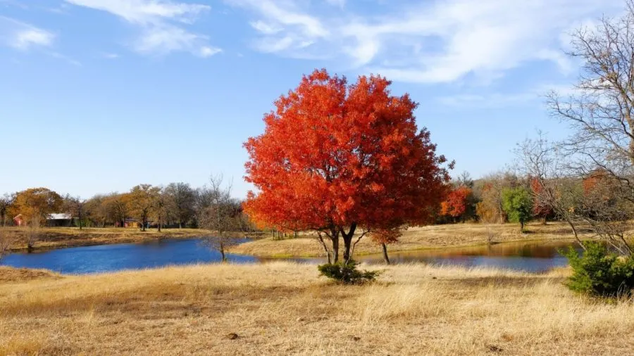 fall in Texas