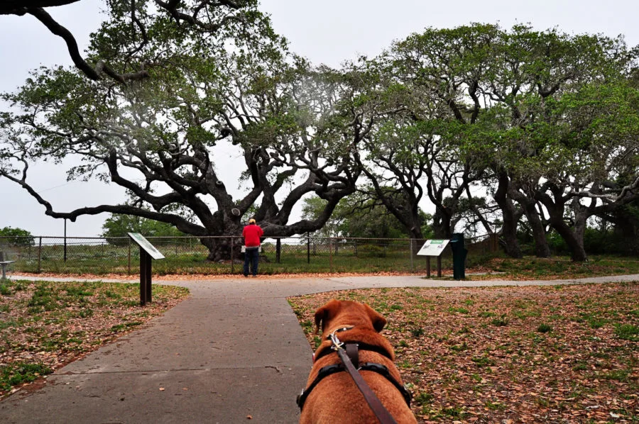 Big Tree at Goose Island State Park