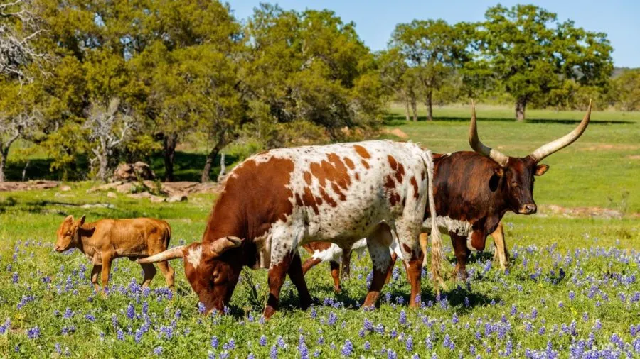 Texas cattle industry - Longhorn cattle in bluebonnets
